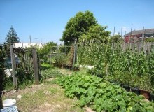 Kwikfynd Vegetable Gardens
bundabergeast
